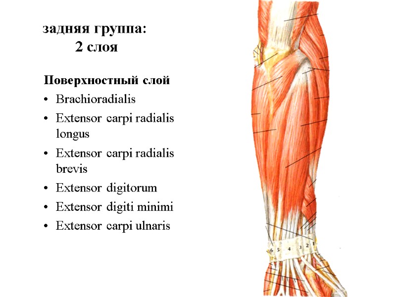 задняя группа:  2 слоя Поверхностный слой Brachioradialis Extensor carpi radialis longus  Extensor